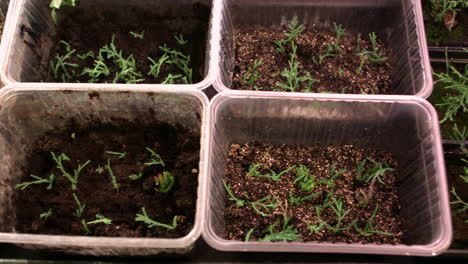 cultivo de plántulas de plantas en condiciones de invernadero. plantas jóvenes de thuja en macetas