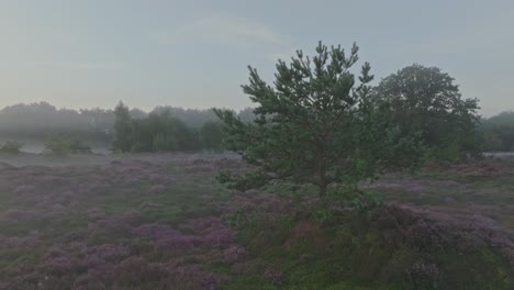 Aerial-view-of-wild-heather-in-countryside-during-foggy-morning,-Netherlands