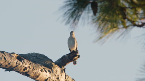 Mocking-bird-on-pine-tree-branch,-high-speed,-slow-motion