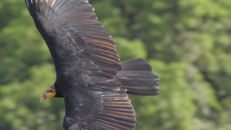 close up aerial of yellow headed vulture soaring above south american jungle