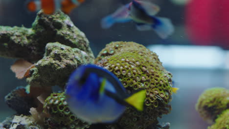 Bunte-Fische-Im-Aquarium,-Clownfische,-Die-Mit-Exotischen-Meereslebewesen-Schwimmen