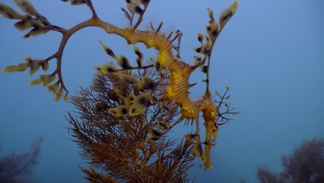 Junger-Grüner-Seedrache,-Nahaufnahmen,-Phycodurus-Eques,-Südaustralien-4k