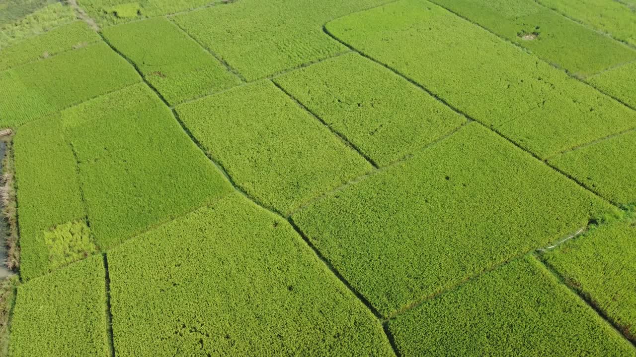 vista aérea de un vasto campo de arroz