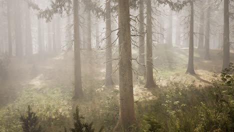 Sunbeams-in-Natural-Spruce-Forest