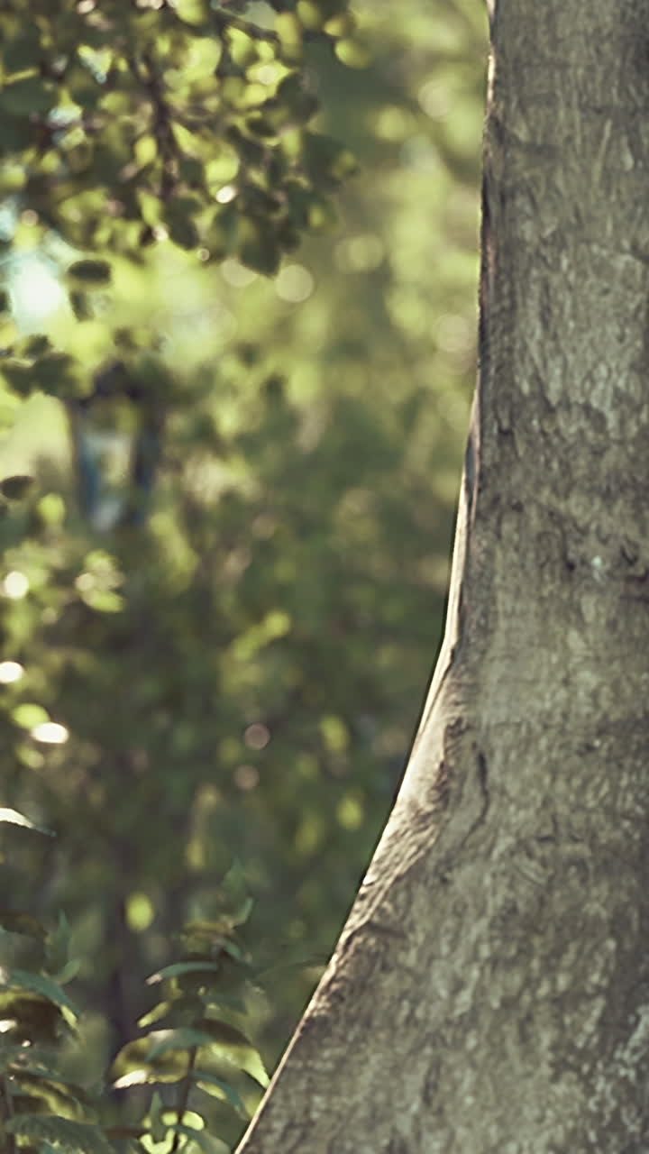 나무 질과 숲의 배경 이미지