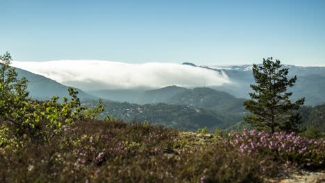 moving mist over valley of forest