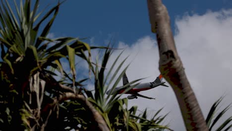 avión volando sobre la playa y los árboles de pandanus