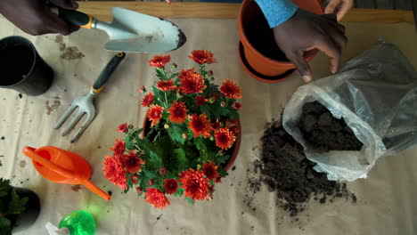 planting vibrant flowers in pots, hands working with soil and tools