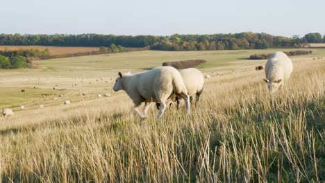 Primer-Plano-De-Ovejas-Pastando-En-Un-Campo