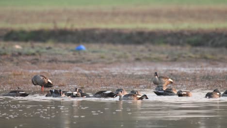 Flock-of-Ducks-in-wetland