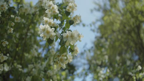 white flowers in a park on a sunny day