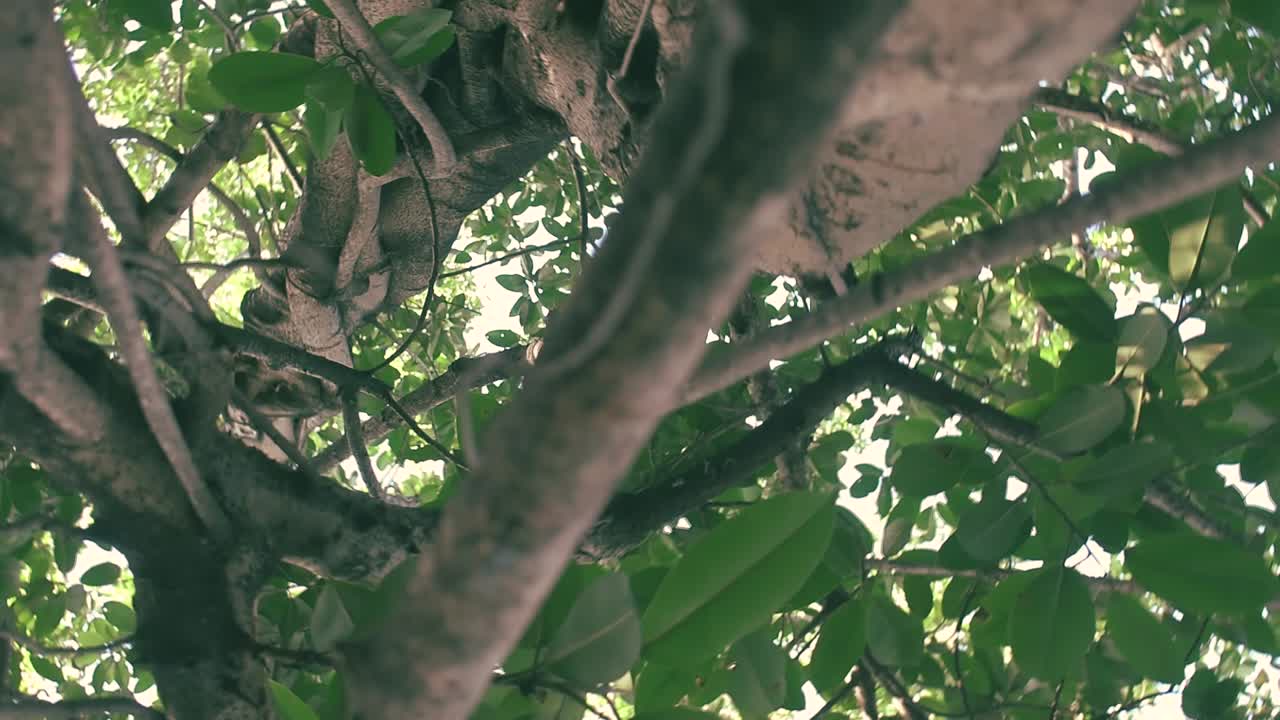 Broll shot in the tree