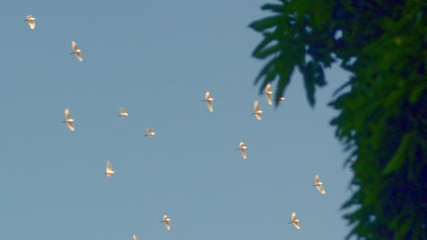 Serene-Slow-Motion-Footage-of-a-Flock-of-White-Birds-Soaring-Against-a-Clear-Blue-Sky-with-a-Lush-Palm-Tree-in-the-Foreground