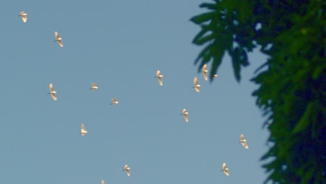 imágenes serenas en cámara lenta de una bandada de aves blancas volando contra un cielo azul despejado con una palmera exuberante en primer plano