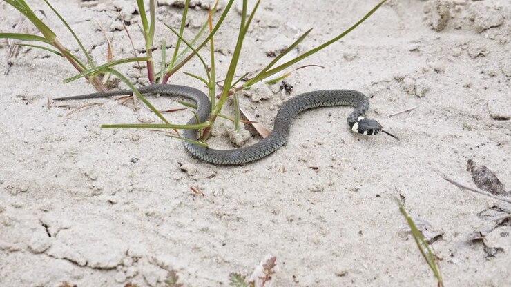 A Grass Snake Resting in a Sandy Environment - Close Up A grass snake resting in a sandy environment