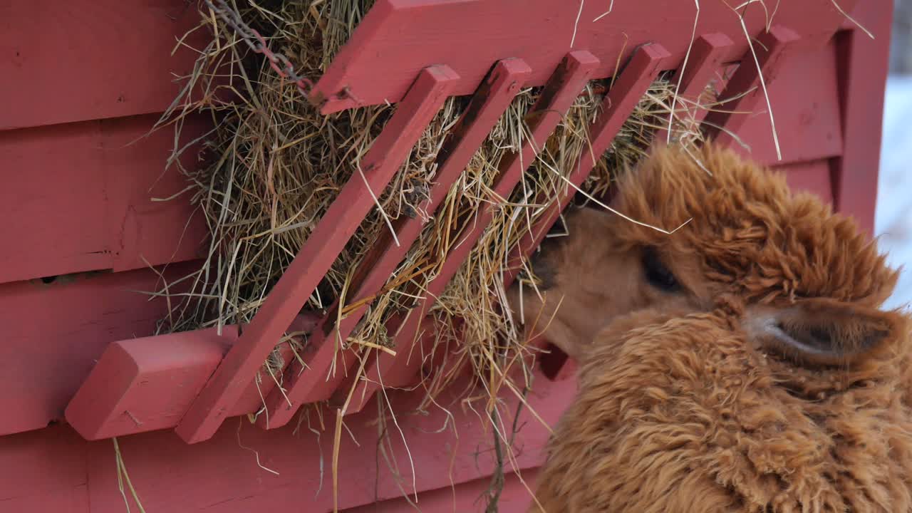 Braunes Alpaka frisst Heu aus einer roten Holzfutterkrippe