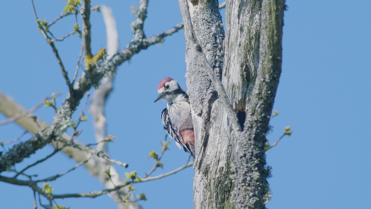 pájaro carpintero de lomo blanco picoteando un árbol, haciendo ruido en la temporada de apareamiento de primavera