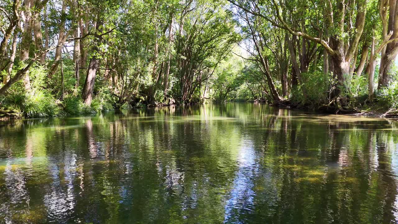 A tranquil river meanders through dense, sunlit forest in Bellingen, NSW. Vibrant greenery and gentle water reflections create a peaceful atmosphere
