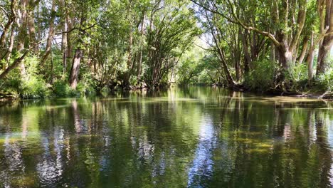 a tranquil river meanders through dense, sunlit forest in bellingen, nsw. vibrant greenery and gentle water reflections create a peaceful atmosphere