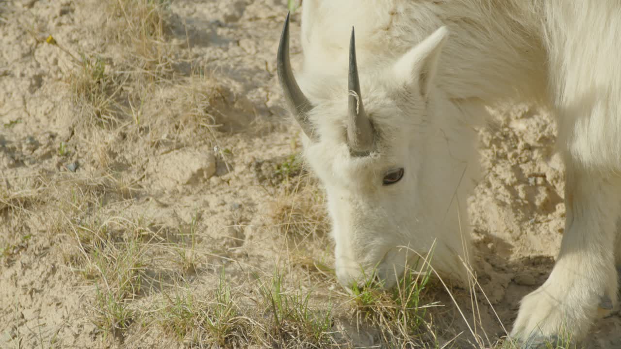 Extreme close up of Mountain Goat grazing at mineral lick.