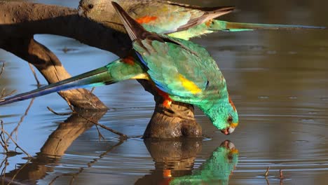 a colorful mulga parrot drinks from a pond in australia