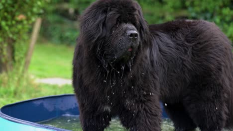 Big fluffy Newfoundland dog standing in a paddling pool full of water after drinking and water dripping from it&#039;s mouth in a green field garden slow motion