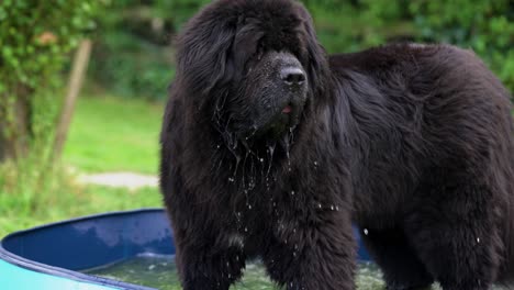 big fluffy newfoundland dog standing in a paddling pool full of water after drinking and water dripping from it's mouth in a green field garden slow motion