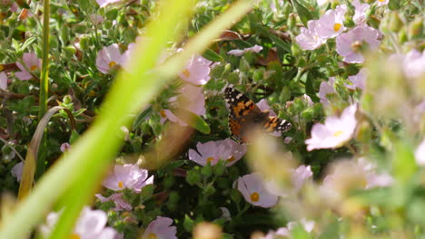 una mariposa pintada alimentándose de néctar y recogiendo polen en bonitas flores rosas durante una flor de primavera de california