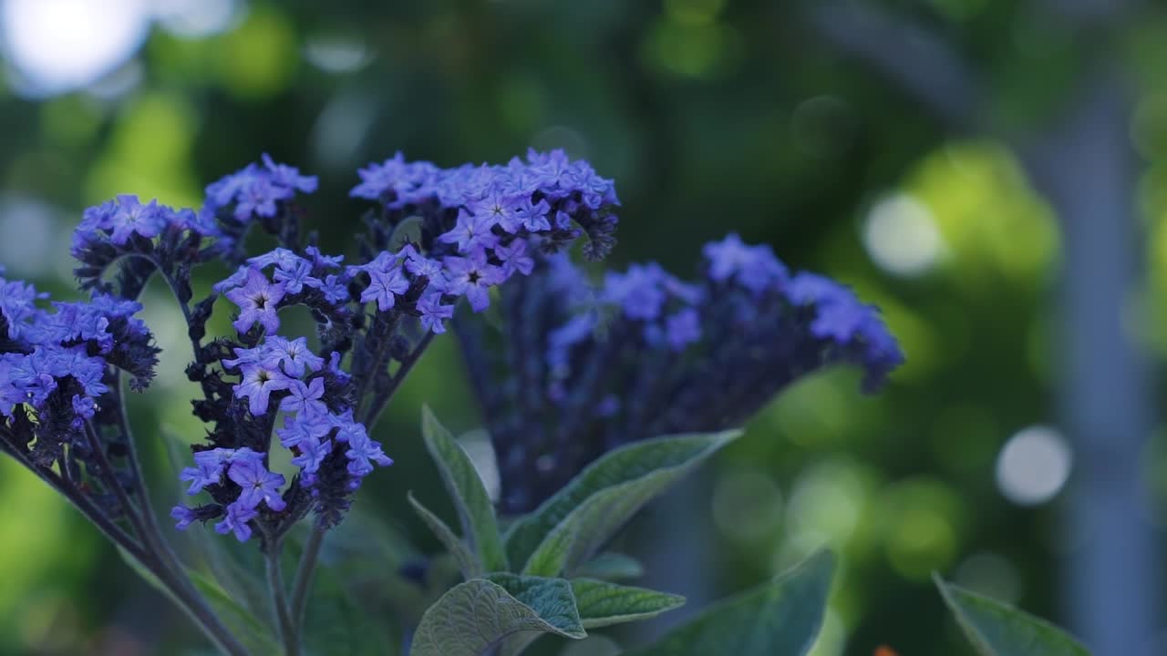 밝은 여름날 도시 정원의 아름다운 꽃