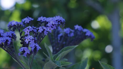 Hermosas-Flores-En-Un-Jardín-De-La-Ciudad-En-Un-Brillante-Día-De-Verano