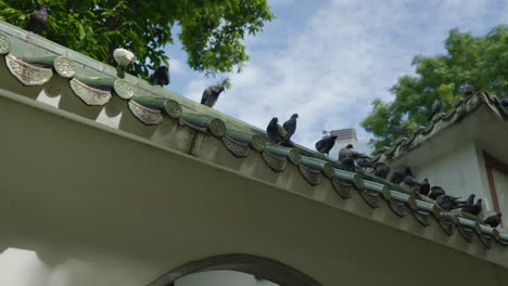 cámara lenta - vista de ángulo bajo de las aves encaramadas en el techo chino tradicional