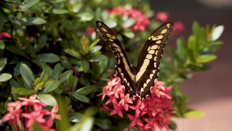 Mariposa-Cola-De-Golondrina-Thoas-Posada-En-Las-Flores-Florecientes-De-Santan