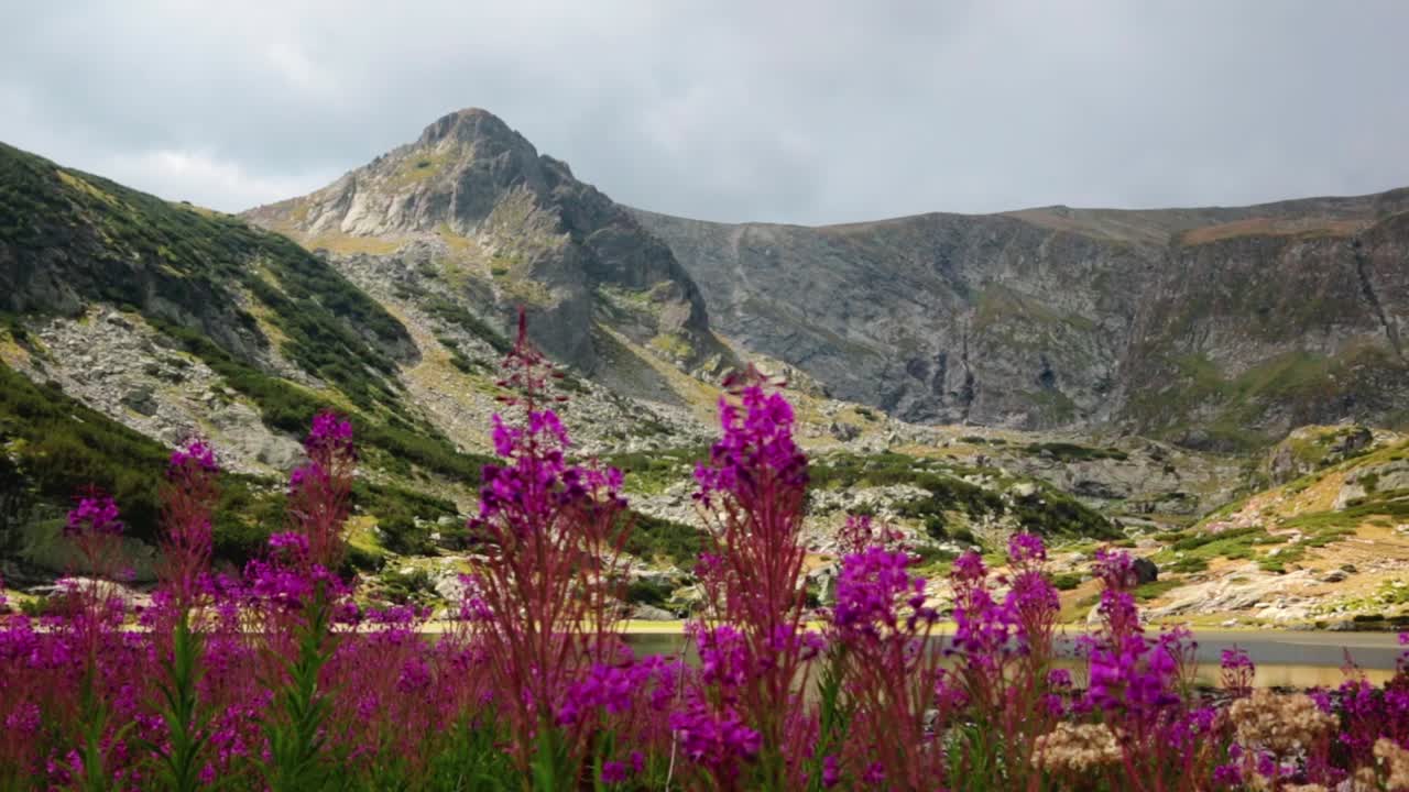 Landscape with pink wildflowers in the mountains