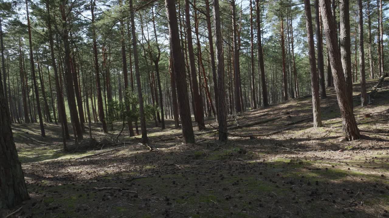 Foresta boreale a Stilo, Voivodato della Pomerania, Polonia - Uno scorcio di alberi nella foresta - Ripresa panoramica verso sinistra