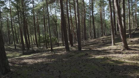 Boreal-forest-in-Stilo,-Pomeranian-Voivodeship,-Poland---A-Sight-of-Trees-Within-the-Forest---Panning-left-shot