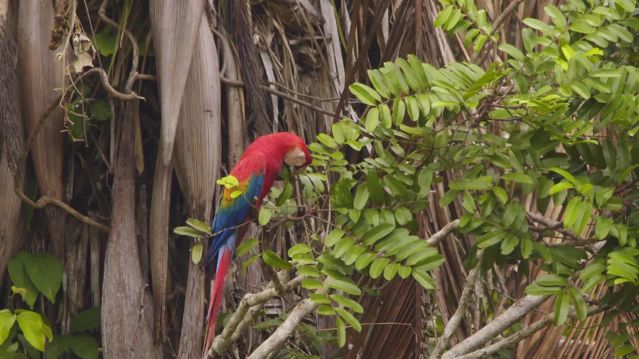 Scarlet Macaw sitting on a tree top holding fruit in its talons and eating it in the Rain forest reserve of tambopata