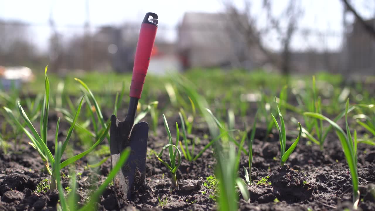 Young green spring shoots of garlic on a sunny day against a background of dark soil