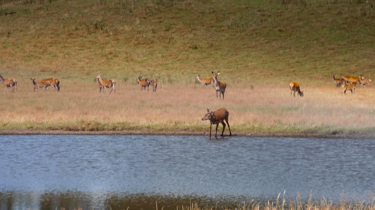 ciervos bebiendo del lago de agua dulce con manada de pie detrás de él, cámara lenta