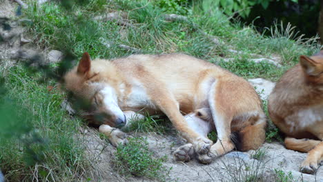 slow motion close up of sleepy wild wolf family resting in natural area on rocks and grass