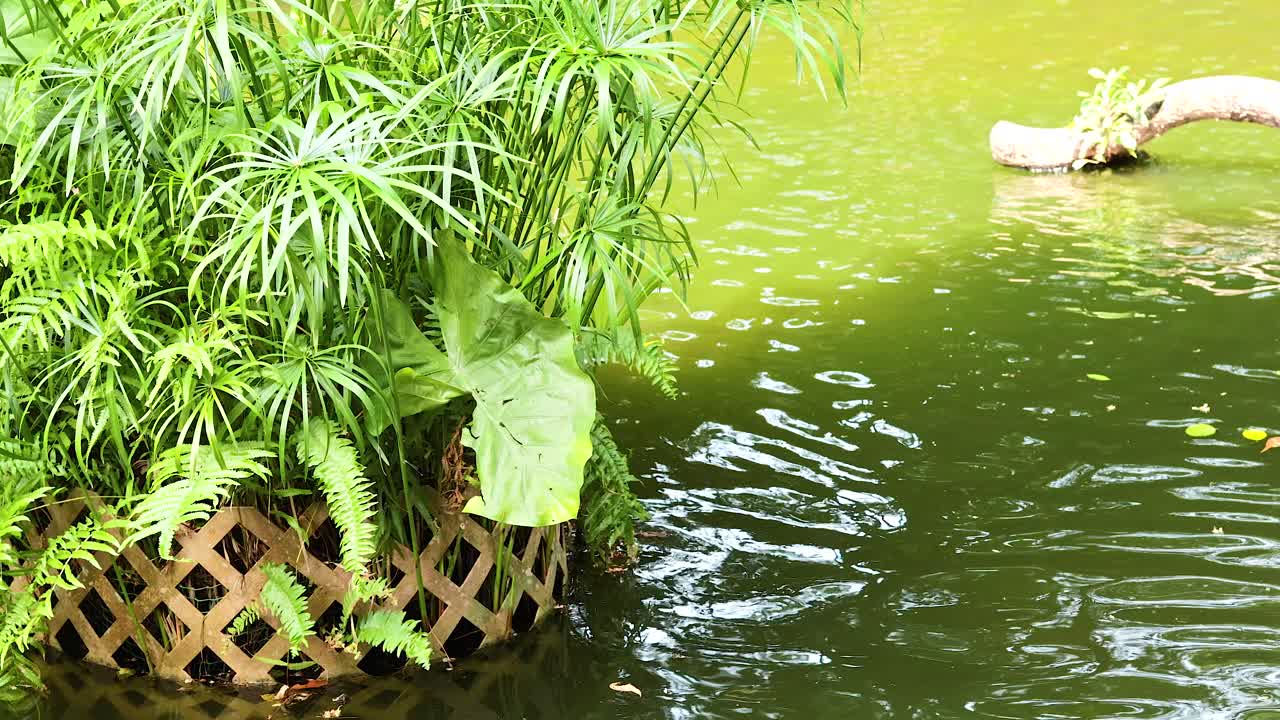 식물과 물은 조용한 공원 장면을 만니다.