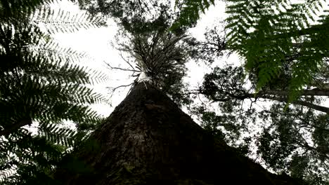 low angle close up of the trunk of a swamp gum in tasmania