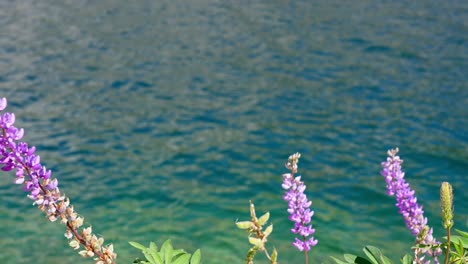 close-up 4k footage shows vibrant purple wildflowers sharply contrasting with emerald-green body of water in the background. perfect nature clip for spring, travel, wellness, and color-themed projects