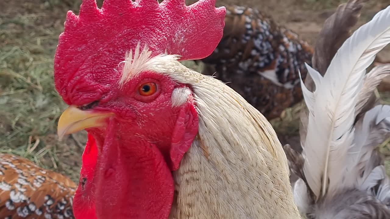 cerca de un gallo grande y hermoso con un peine rojo mirando alrededor en un gallinero con pollos en el fondo