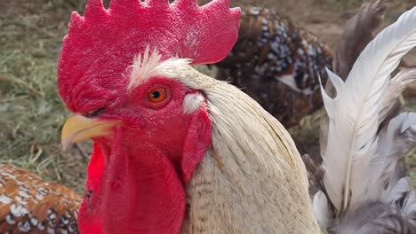 close up of a big and beautiful rooster with a red comb looking around in a chicken coop with chickens in the background