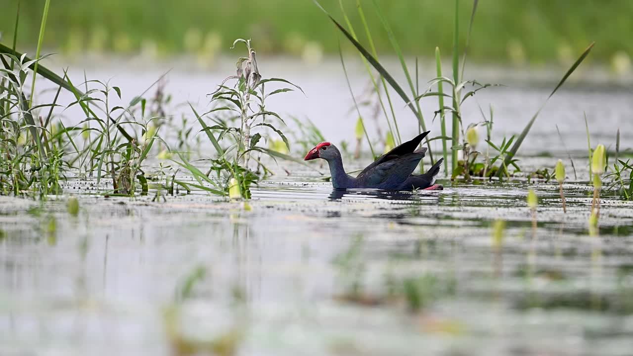Purple swamphen floating gracefully in natural wetland