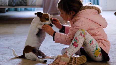 preschooler plays with jack russell terrier sitting upright - holds front paws, cute close-up scene with family pet