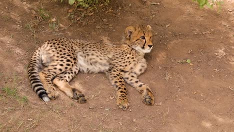 Baby-Cheetah-Cub-Ruht-Und-Schaut-Sich-Um