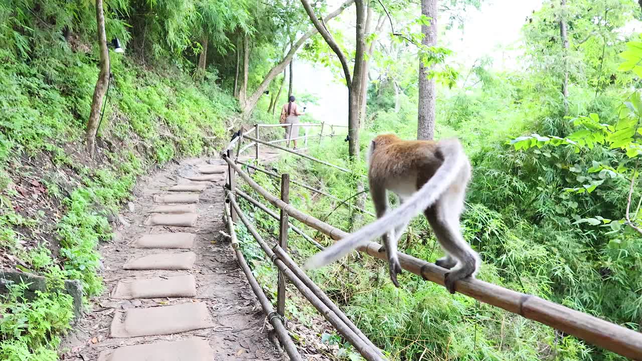 Monkey traverses a lush forest path