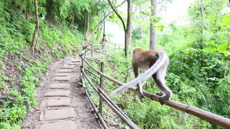 monkey traverses a lush forest path