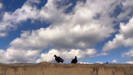 two pigeons perched on wall under cloudy sky at heraklion port, crete, greece